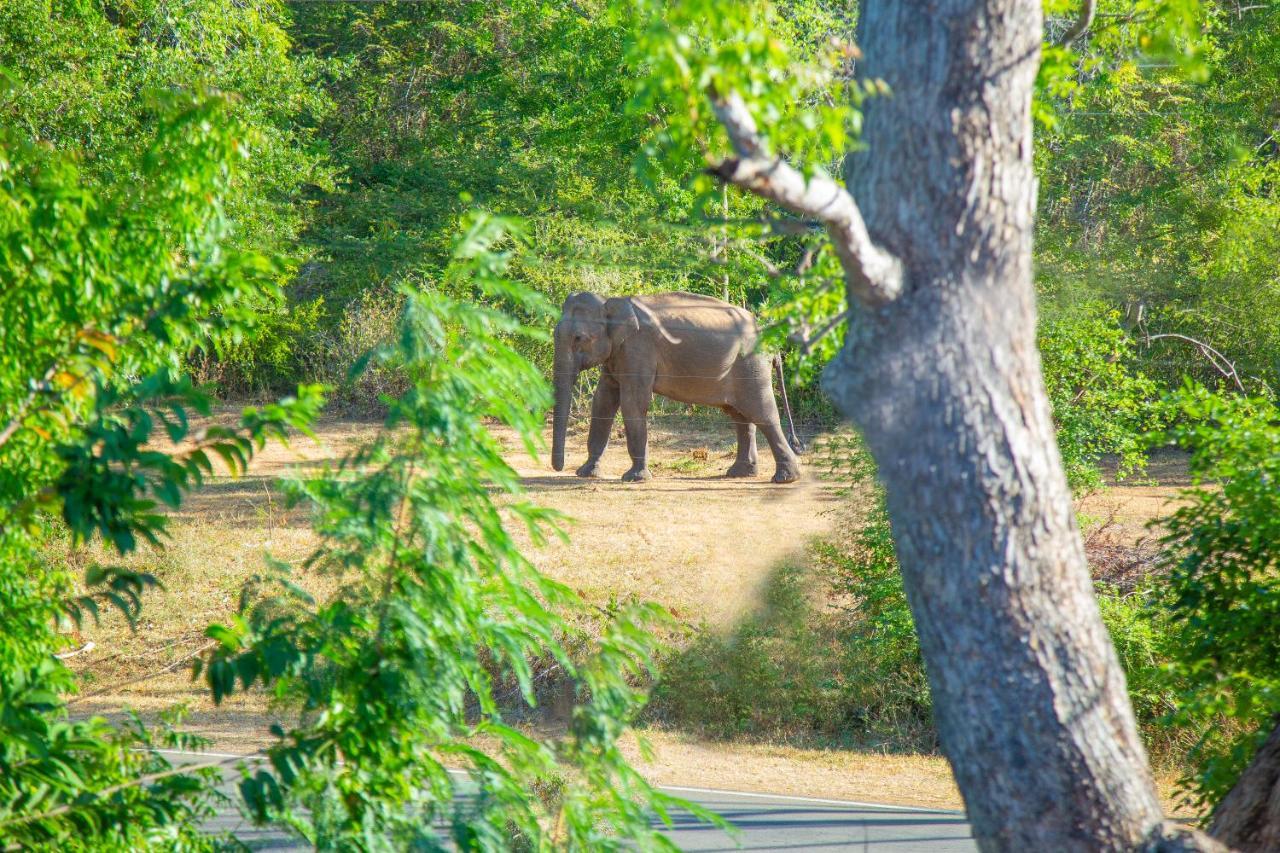 Ali Weta Safari Resort Udawalawe Dış mekan fotoğraf